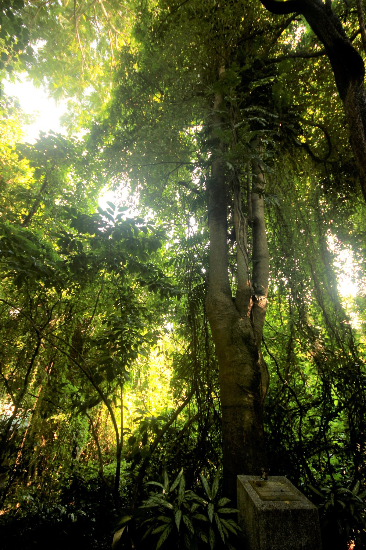 The Stories of the Old Trees of UPD - University of the Philippines