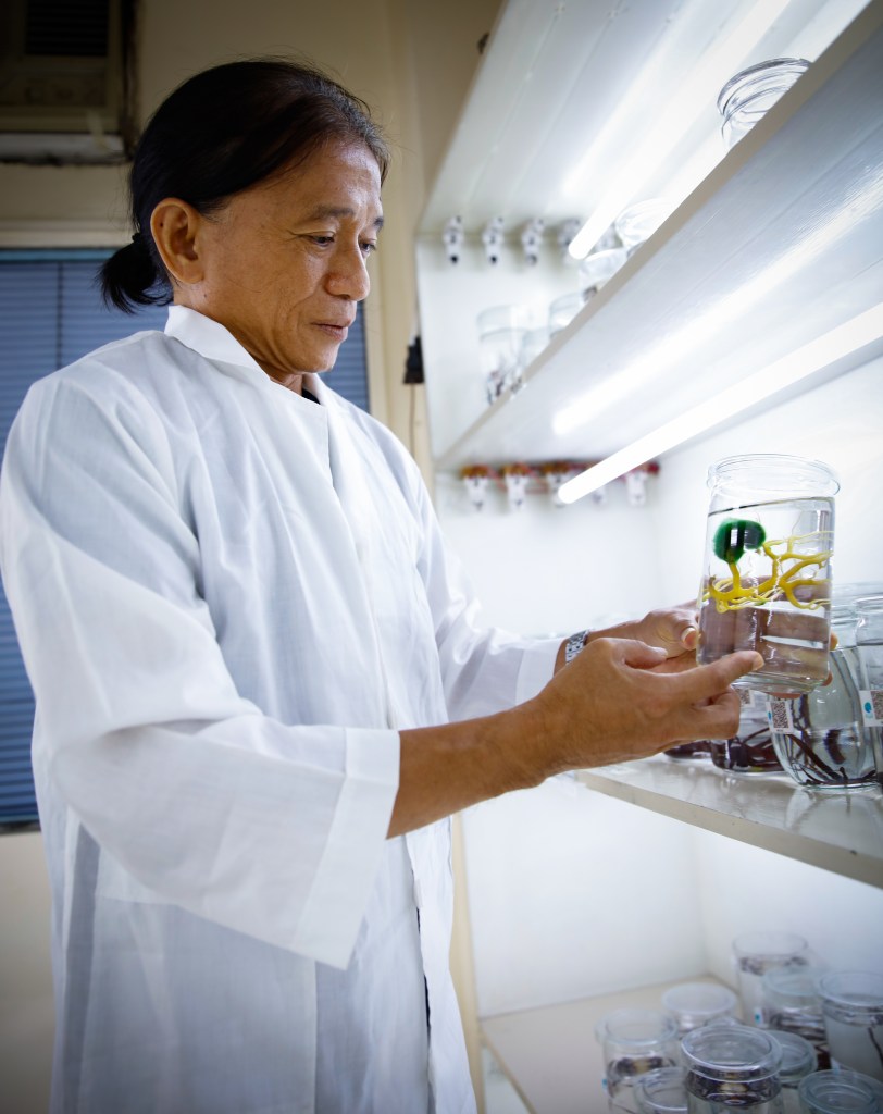 Wild again: How this nursery is revitalizing our seaweed industry ...