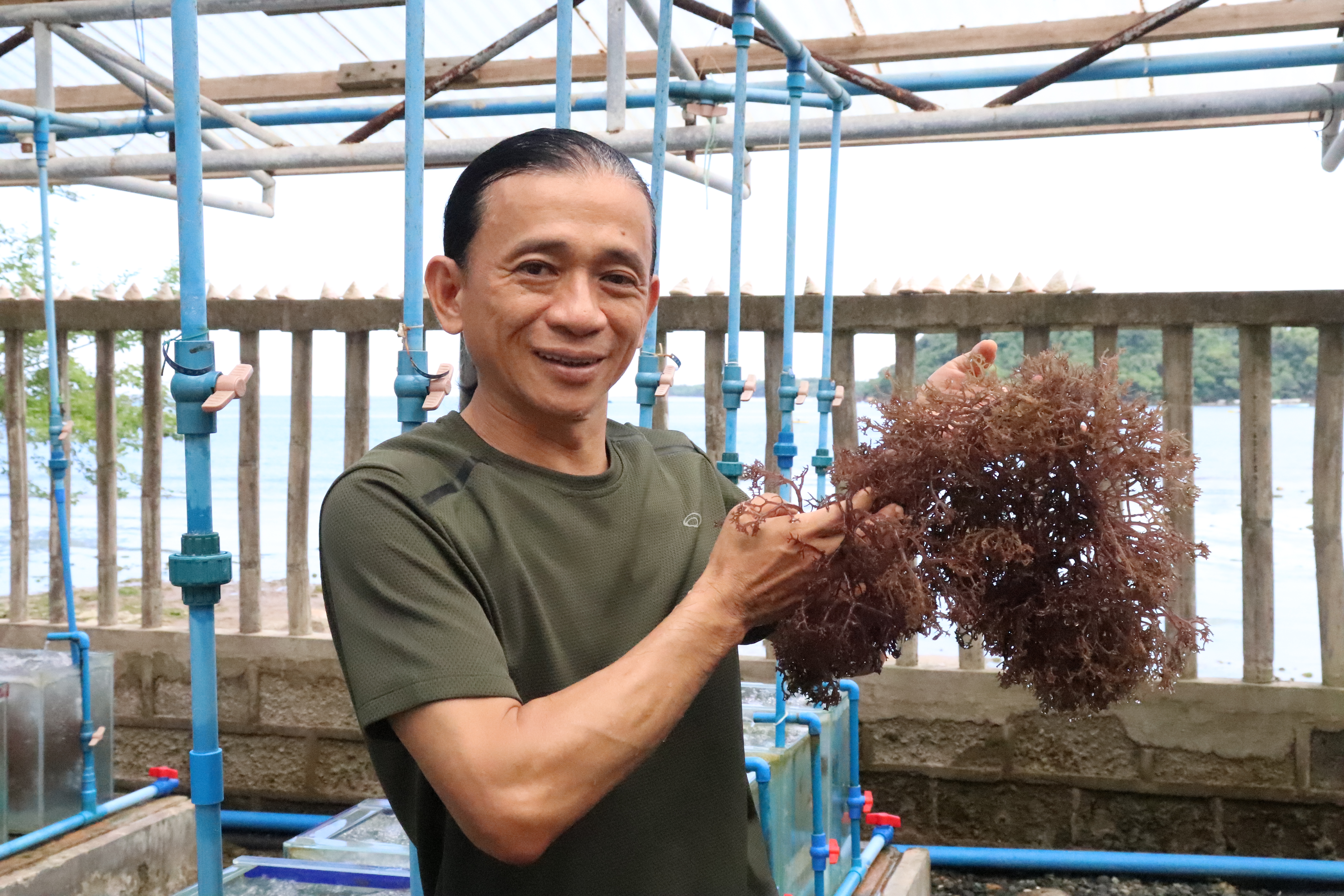Wild again: How this nursery is revitalizing our seaweed industry ...